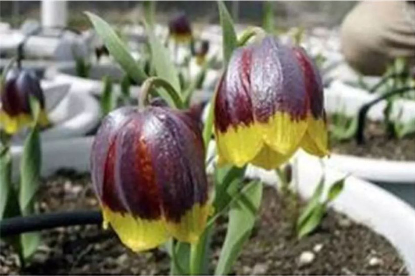 Ağlayan Gelin açtı: Yılda sadece 20 gün görünüyor… Koparanın cezası servet değerinde - Resim: 12