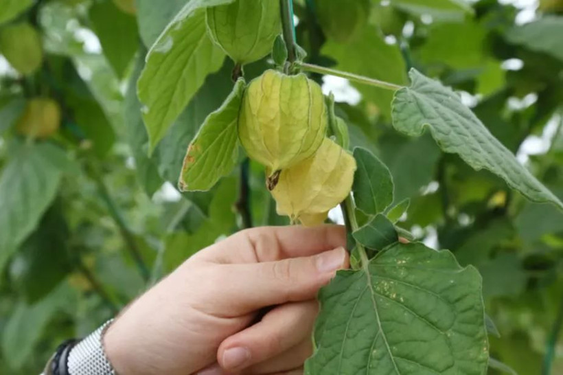 Şehirden köyüne dönüp altın çilek ekti, bir yılda evini ve arabasını aldı - Resim: 12