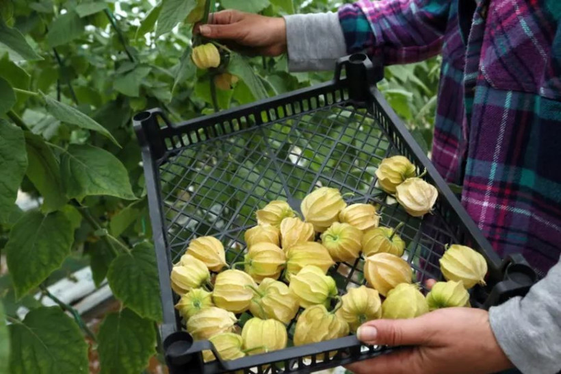 Şehirden köyüne dönüp altın çilek ekti, bir yılda evini ve arabasını aldı - Resim: 10