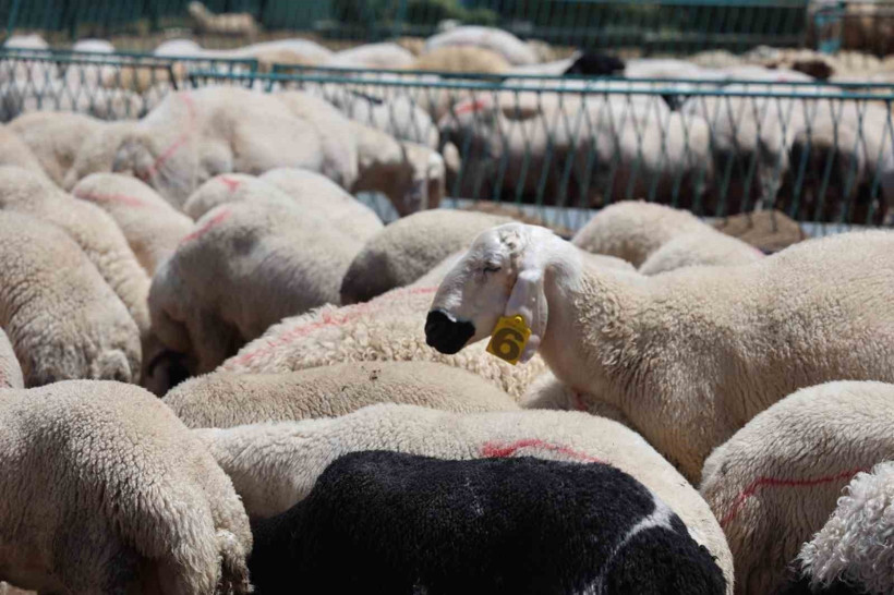 Kurban alacaklar dikkat: Dolandırıcıların bu yöntemine sakın kanmayın - Resim: 11