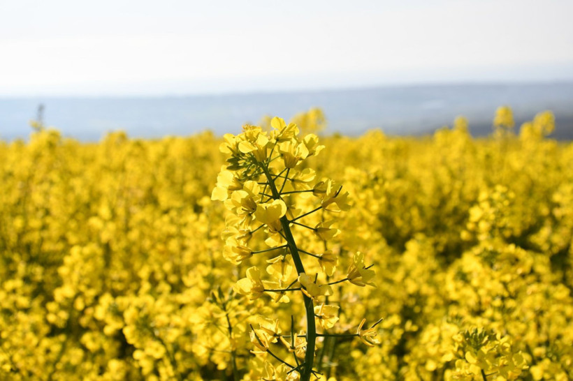 Bu manzarayı görmek için Kilometrelerce yol kat ediyorlar: Tekirdağ sarıya boyandı - Resim: 5