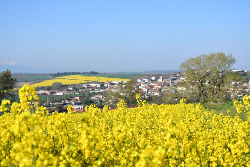 Bu manzarayı görmek için Kilometrelerce yol kat ediyorlar: Tekirdağ sarıya boyandı - Resim: 6