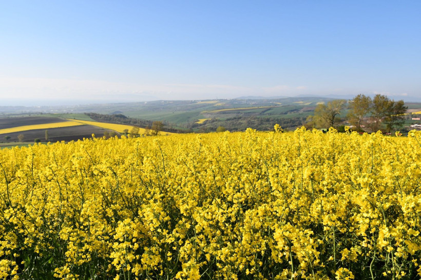 Bu manzarayı görmek için Kilometrelerce yol kat ediyorlar: Tekirdağ sarıya boyandı - Resim: 10