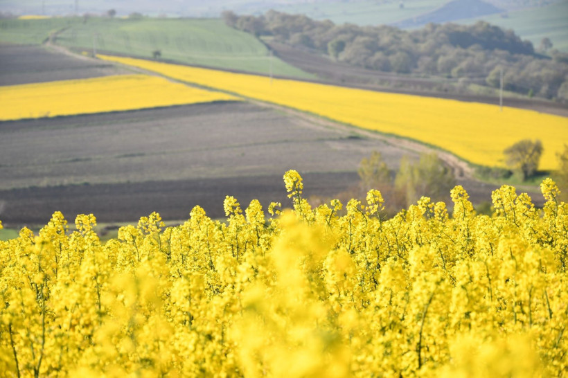 Bu manzarayı görmek için Kilometrelerce yol kat ediyorlar: Tekirdağ sarıya boyandı - Resim: 11