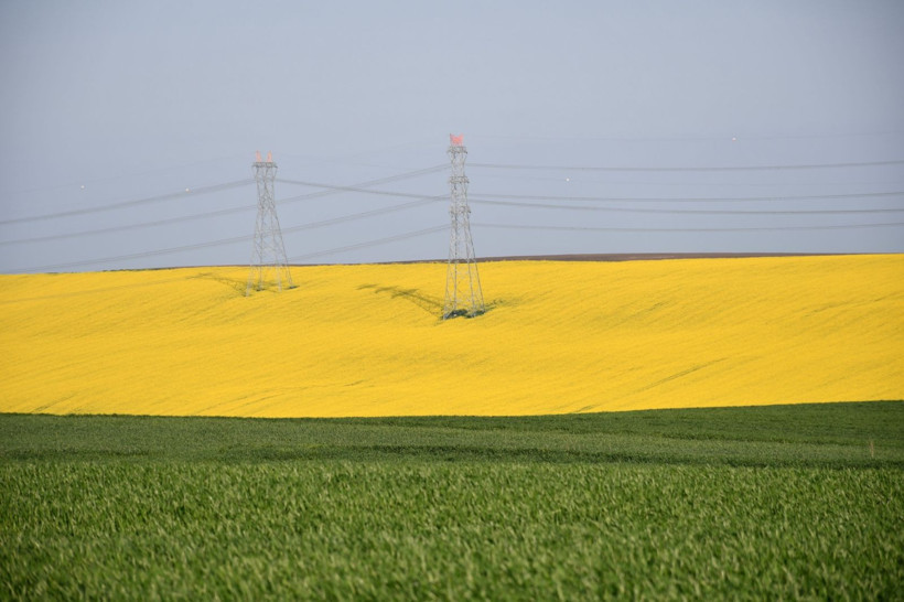 Bu manzarayı görmek için Kilometrelerce yol kat ediyorlar: Tekirdağ sarıya boyandı - Resim: 12
