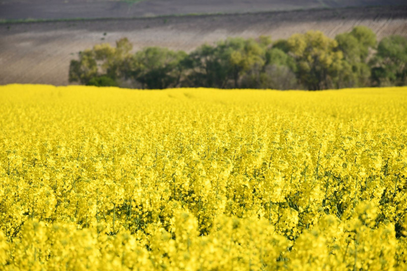 Bu manzarayı görmek için Kilometrelerce yol kat ediyorlar: Tekirdağ sarıya boyandı - Resim: 1