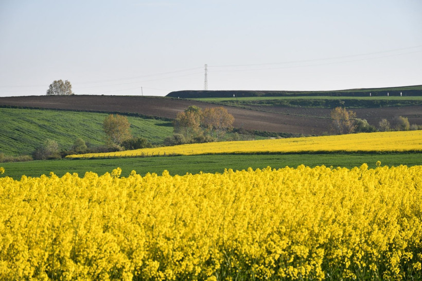 Bu manzarayı görmek için Kilometrelerce yol kat ediyorlar: Tekirdağ sarıya boyandı - Resim: 2