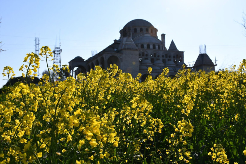 Bu manzarayı görmek için Kilometrelerce yol kat ediyorlar: Tekirdağ sarıya boyandı - Resim: 4