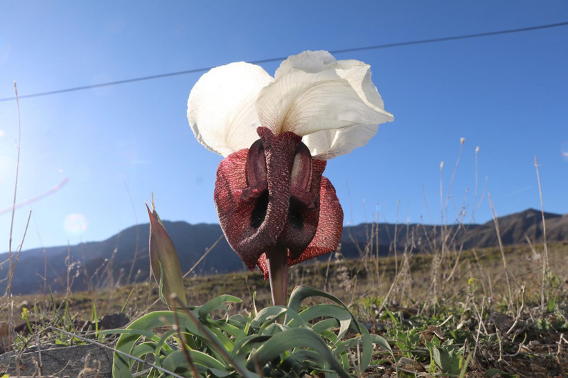 Doğanın gelini görücüye çıktı: Erzurum’da nadide güzellik - Resim: 1