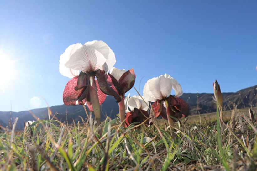 Doğanın gelini görücüye çıktı: Erzurum’da nadide güzellik - Resim: 3
