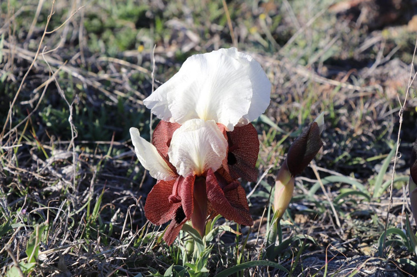 Doğanın gelini görücüye çıktı: Erzurum’da nadide güzellik - Resim: 2