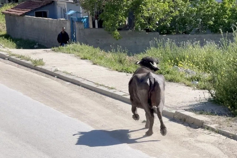 Bayram geleneği yine bozulmadı: 'Acemi Kasaplar' hastanelik oldu - Resim: 3