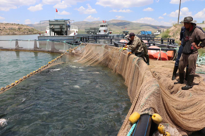Denizi olmayan şehirden 49 ülkeye balık ihracatı: Günlük tam 100 ton - Resim: 5