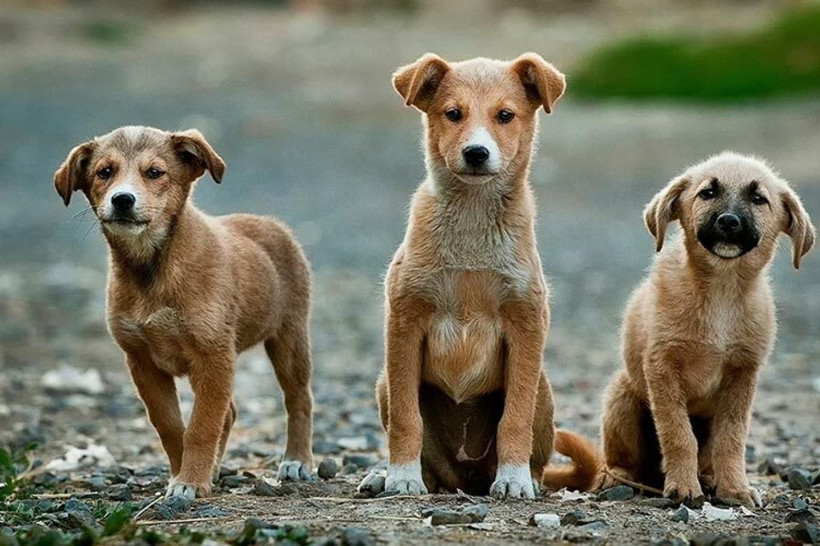 O ülkede sokak köpeği kalmadı... Başıboş köpek sorununu bu yöntemle çözdüler - Resim: 1