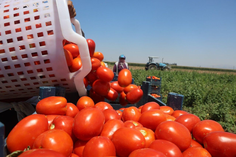 Tarlada 15 TL'den satılıyor… Kavurucu sıcakta hasadı başladı, tezgahta fiyatı ikiye katlanıyor - Resim: 3