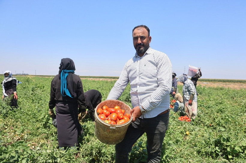 Tarlada 15 TL'den satılıyor… Kavurucu sıcakta hasadı başladı, tezgahta fiyatı ikiye katlanıyor - Resim: 8