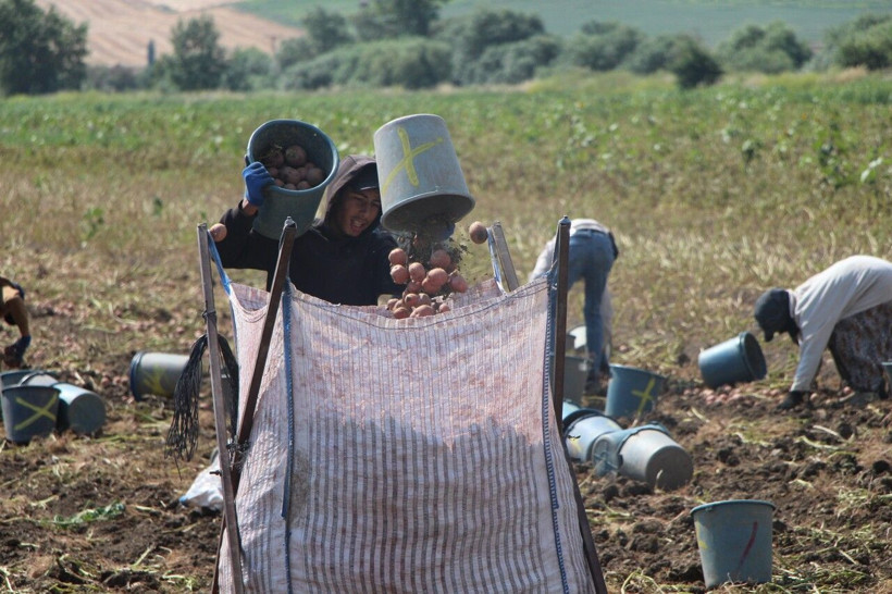 Tarlada 14 TL'den alıcı buluyor.… 130 bin tonluk dev hasat başladı - Resim: 1