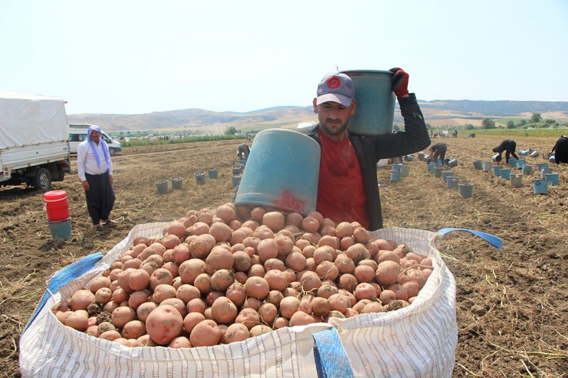 Tarlada 14 TL'den alıcı buluyor.… 130 bin tonluk dev hasat başladı - Resim: 3