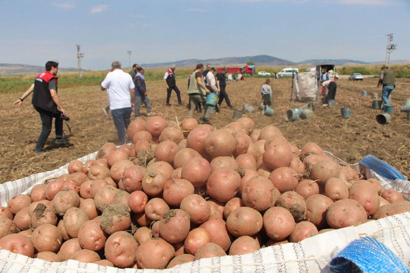 Tarlada 14 TL'den alıcı buluyor.… 130 bin tonluk dev hasat başladı - Resim: 5