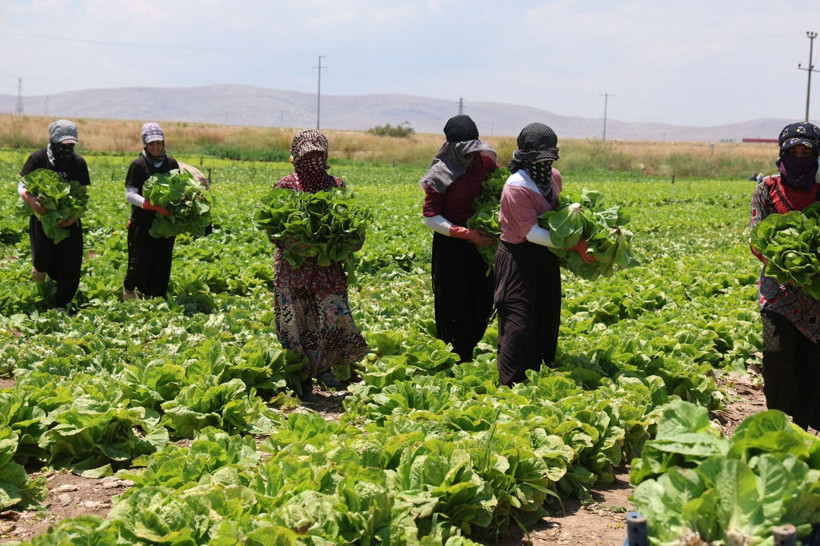 Tarlada tanesi 5 lira: Marketlerde fiyatı 10 katı, 700 dekarlık alanda hasat başladı - Resim: 5