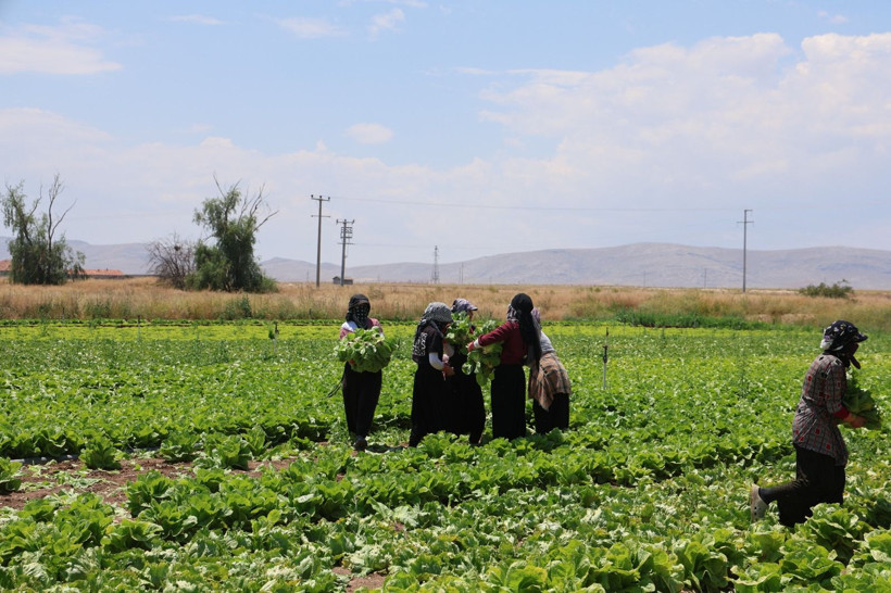 Tarlada tanesi 5 lira: Marketlerde fiyatı 10 katı, 700 dekarlık alanda hasat başladı - Resim: 10
