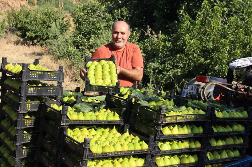 Bir ayda 50 liradan 250 liraya çıktı: Son hasat yapıldı, siparişlere yetişemiyorlar - Resim: 1