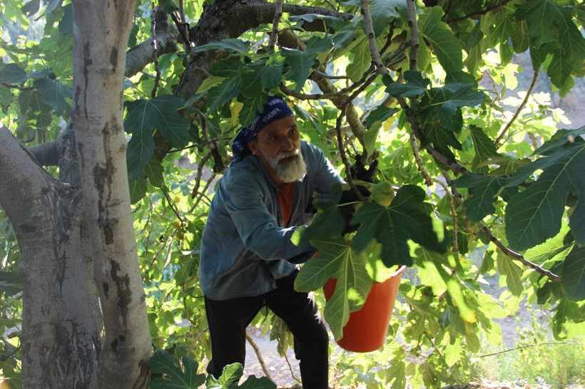 Bir ayda 50 liradan 250 liraya çıktı: Son hasat yapıldı, siparişlere yetişemiyorlar - Resim: 6