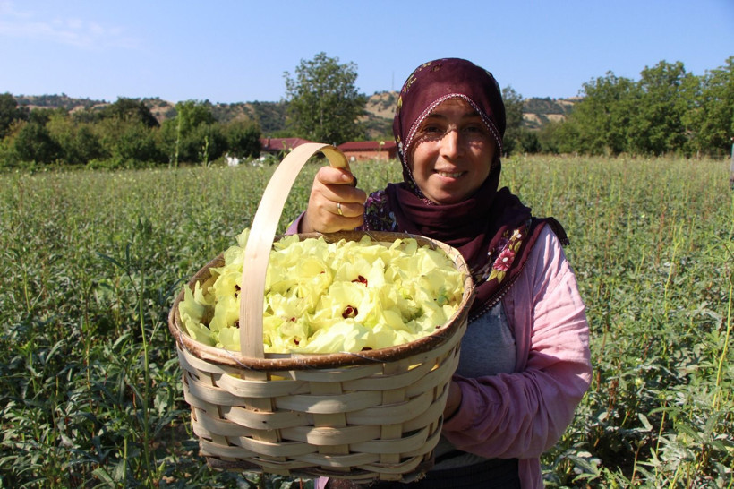 Sarı altının kilosu bin 400 Lira'dan satılıyor: Pazara götürenin elinde kalmıyor - Resim: 1
