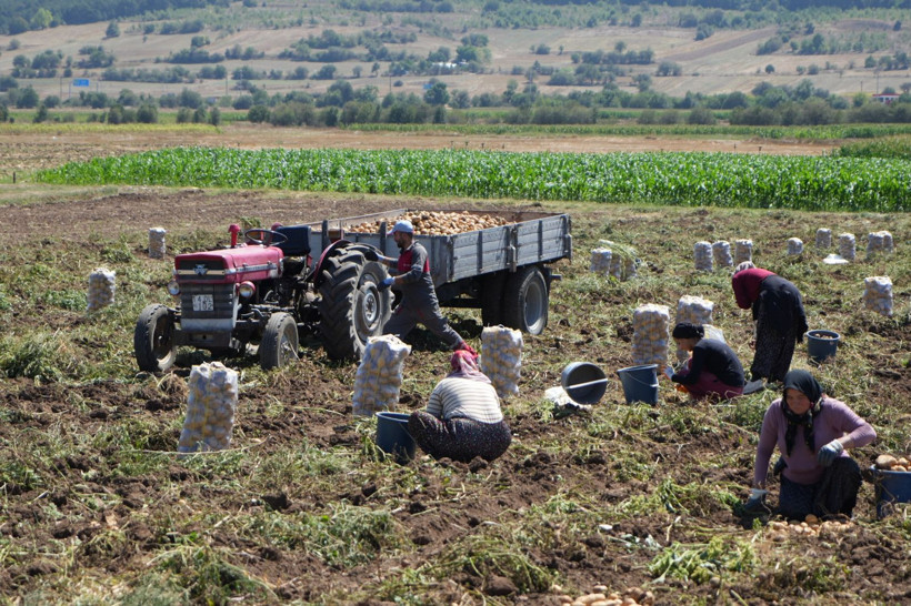 Tarlada kilosu 24 lira tezgahta 45 TL'den satılıyor: Üretici hasada başladı - Resim: 8