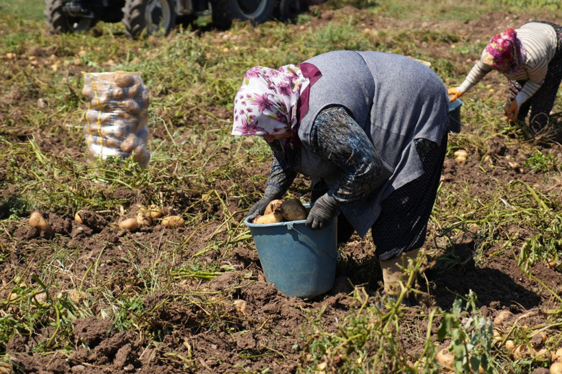 Tarlada kilosu 24 lira tezgahta 45 TL'den satılıyor: Üretici hasada başladı - Resim: 11