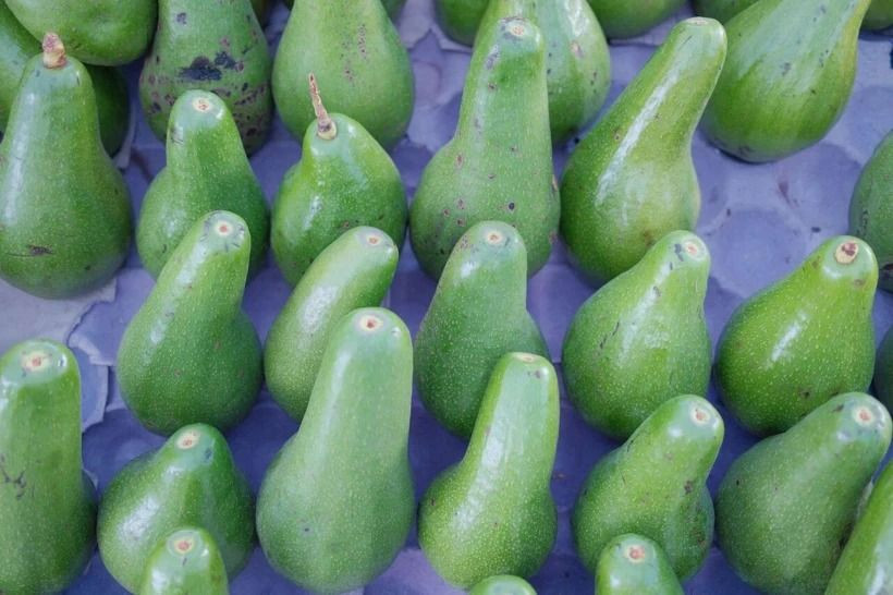 Yeşil altın peynir ekmek gibi satılıyor: Dönüm başı 400 bin TL kazandırıyor - Resim: 4