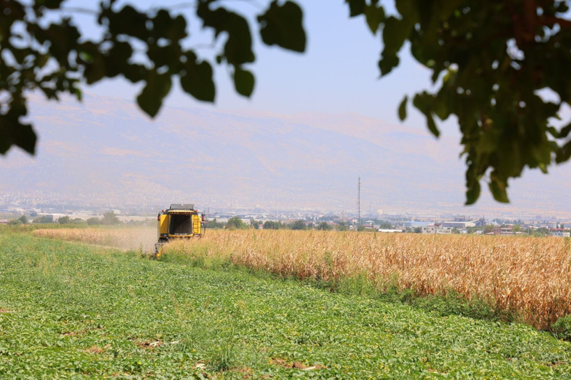 Tarlada kilosu 14 TL'den satılıyor: Çiftçinin hasat mesaisi başladı - Resim: 3