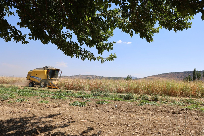 Tarlada kilosu 14 TL'den satılıyor: Çiftçinin hasat mesaisi başladı - Resim: 1