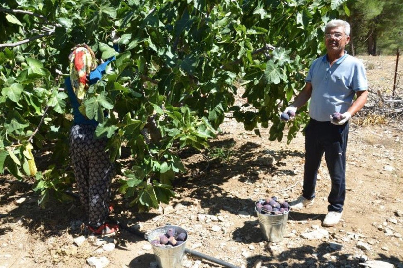 Tarlada 50 lira pazarda 80 liradan satılıyor: Düşük rekolte fiyatı vurdu - Resim: 14