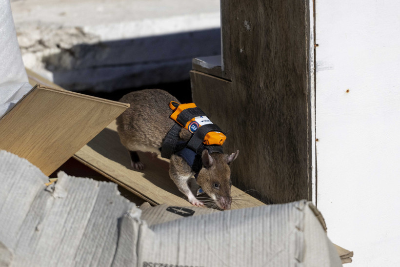 Dünyada ilk kez Türkiye'de: Enkazın derinliklerine fareler girecek - Resim : 1