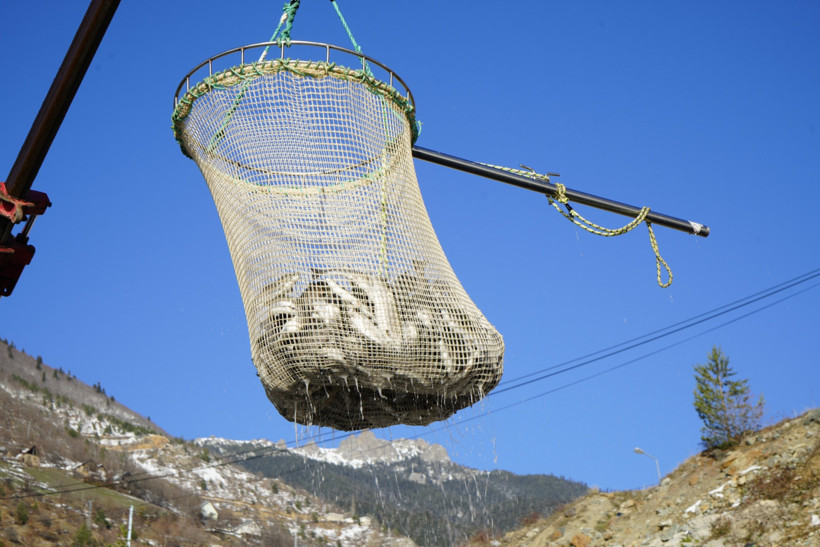 Gümüşhane’de balık üreticileri kapasiteyi büyütüyor - Resim : 3