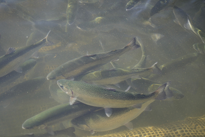 Gümüşhane’de balık üreticileri kapasiteyi büyütüyor - Resim : 1