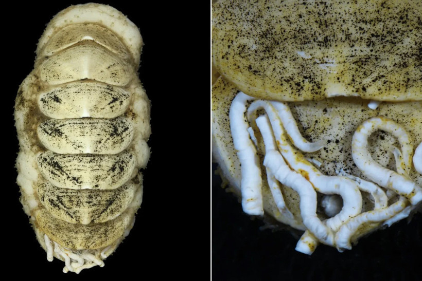 Derin denizde uzaylı benzeri deniz canlısı keşfedildi: Ferreiraella Populi - Resim : 2