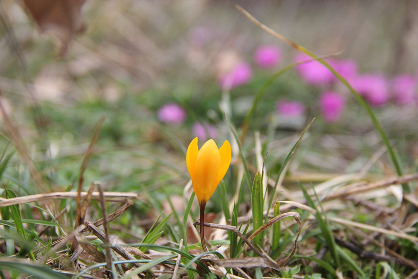 Oğuzlar’da görülmemiş güzellik: Kışın ortasında çiçek açan sıklamenler şaşırtıyor - Resim: 3