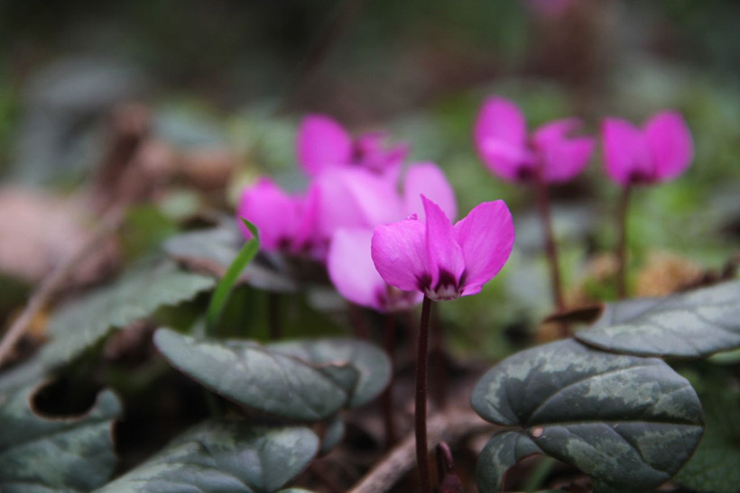 Oğuzlar’da görülmemiş güzellik: Kışın ortasında çiçek açan sıklamenler şaşırtıyor - Resim: 2