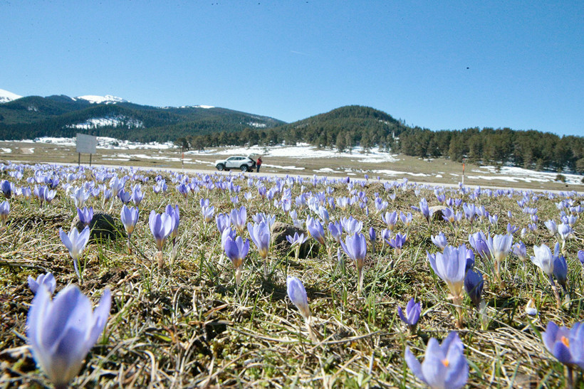 Bolu’da bahar erken geldi: Çiğdemler karları delip çıktı - Resim : 2