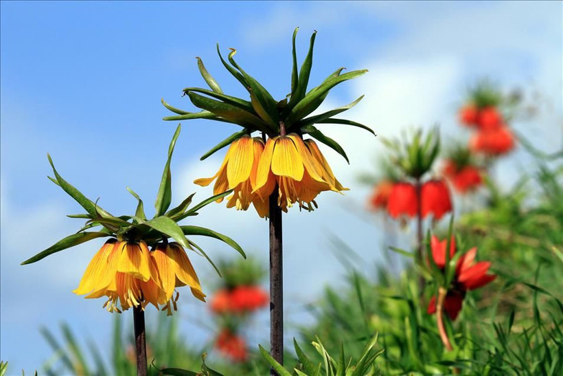 Ağlayan Gelin açtı: Yılda sadece 20 gün görünüyor… Koparanın cezası servet değerinde - Resim: 2