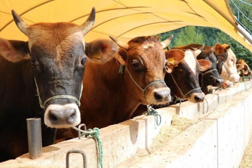 Kurban alacaklar dikkat: Dolandırıcıların bu yöntemine sakın kanmayın - Resim: 13