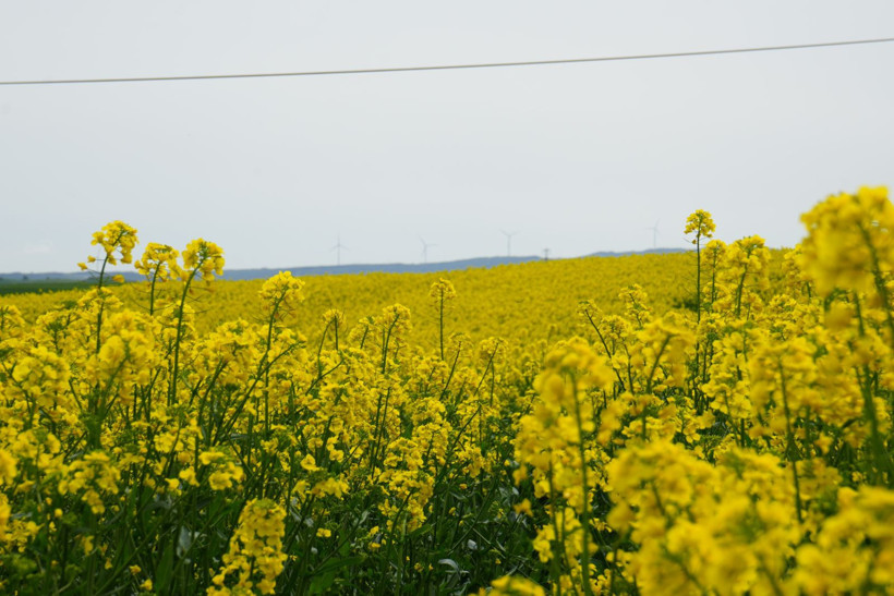 Bu manzarayı görmek için Kilometrelerce yol kat ediyorlar: Tekirdağ sarıya boyandı - Resim: 8