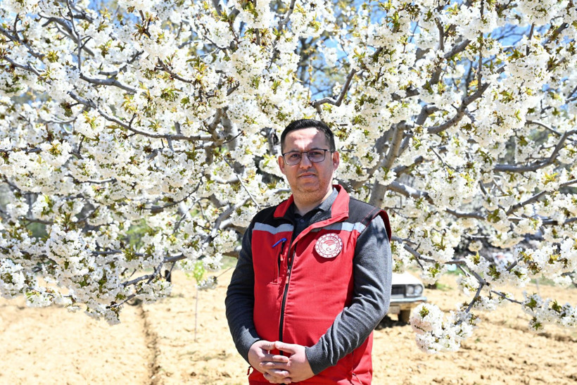Dünya sofralarının gözdesi bu ağaçlarda - Resim: 11