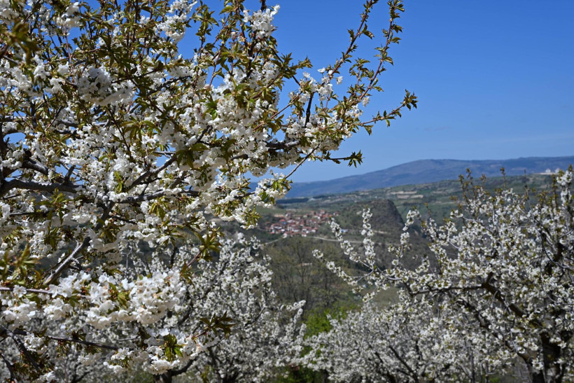 Dünya sofralarının gözdesi bu ağaçlarda - Resim: 3