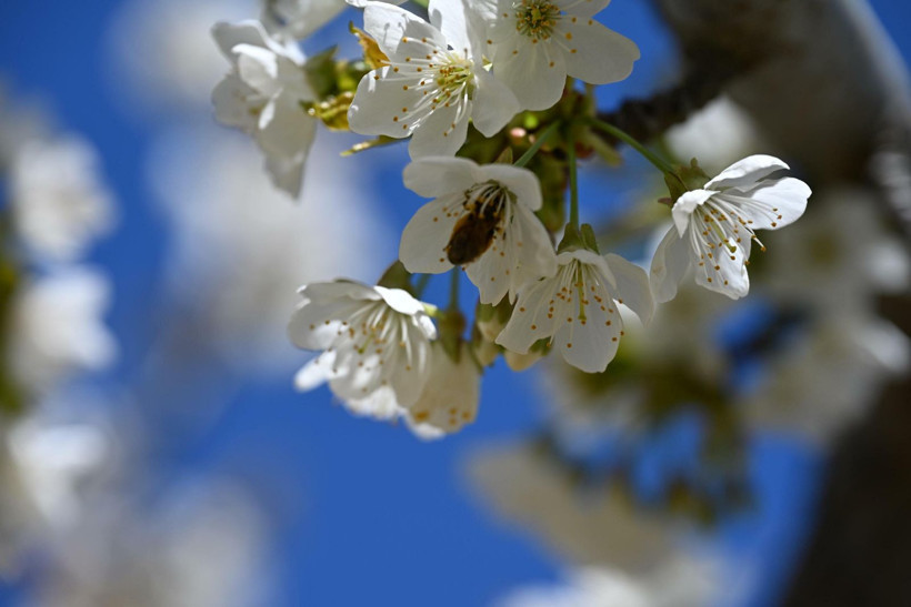Dünya sofralarının gözdesi bu ağaçlarda - Resim: 1