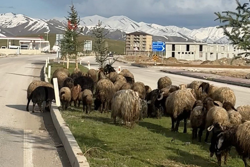 Refüjde otlayan koyunlar trafiği durdurdu - Resim: 2