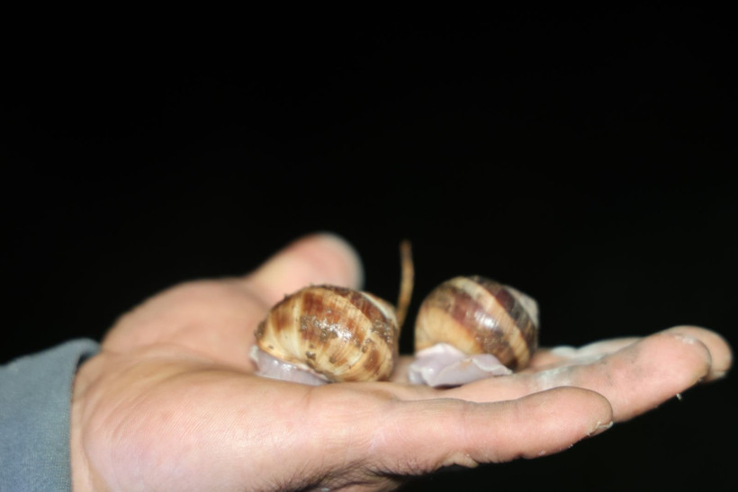 Gece mesaisi başladı: Toplayan kilosundan 35 lira kazanıyor - Resim: 2