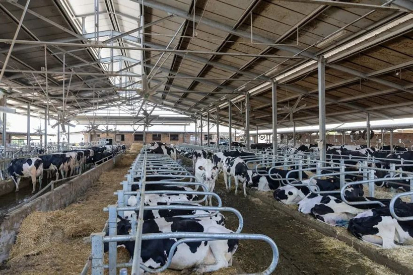 4,5 milyar euroluk dev sektör alarmda: Sıcaklar meşhur peyniri vurdu - Resim: 11